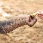 Khao Lak: Elephant Bathing and Turtle Center Visit - An In-Depth Look at What to Expect