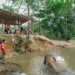 Khaolak: Elephant Sanctuary Guided Tour with Hotel Transfers - An Honest Look at the Elephant Sanctuary Guided Tour