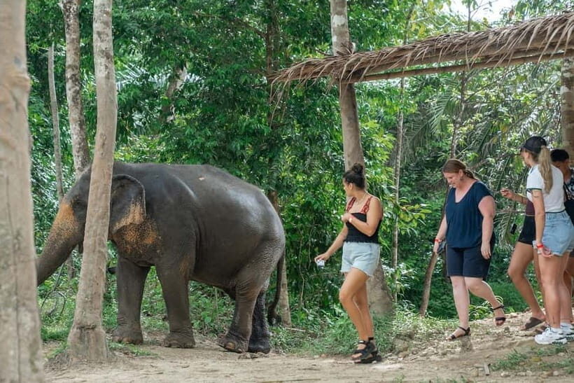 Khaolak: Elephant Sanctuary Hightlights Guide & Forage Tour - The Value of the $45 Price Tag