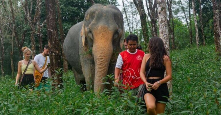 Khaolak: Sunset Elephant Walk with Complimentary Cocktail - Why the Price of $40 Offers Solid Value