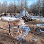 Khuvsgul: 5 day tour with Reindeer valley & frozen lakes for - What’s Included and What’s Not