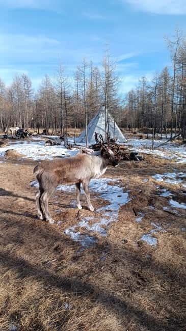 Khuvsgul: 5 day tour with Reindeer valley & frozen lakes for - What’s Included and What’s Not