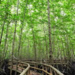 Ko Lanta: Mangrove Forest Boat Tour with Lunch or Dinner - Practical Tips for the Tour