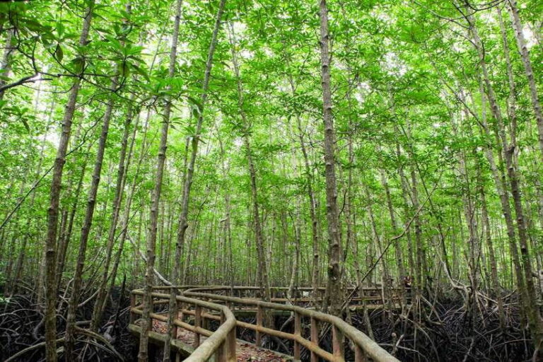 Ko Lanta: Mangrove Forest Boat Tour with Lunch or Dinner - Practical Tips for the Tour