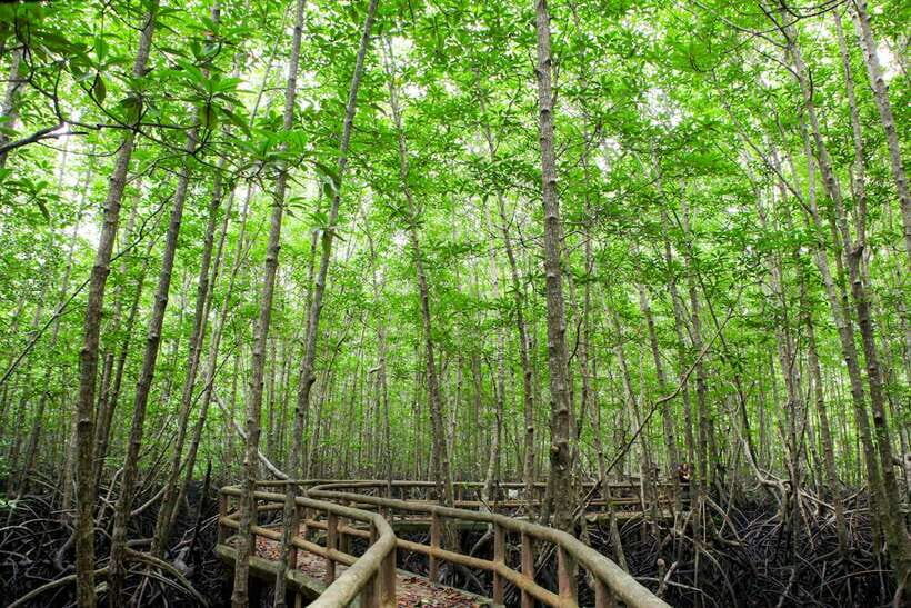Ko Lanta: Mangrove Forest Boat Tour with Lunch or Dinner - Practical Tips for the Tour