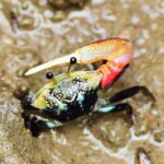 Ko Lanta: Mangrove Kayaking with Lunch and Hotel Transfer - Practical Tips for Your Visit