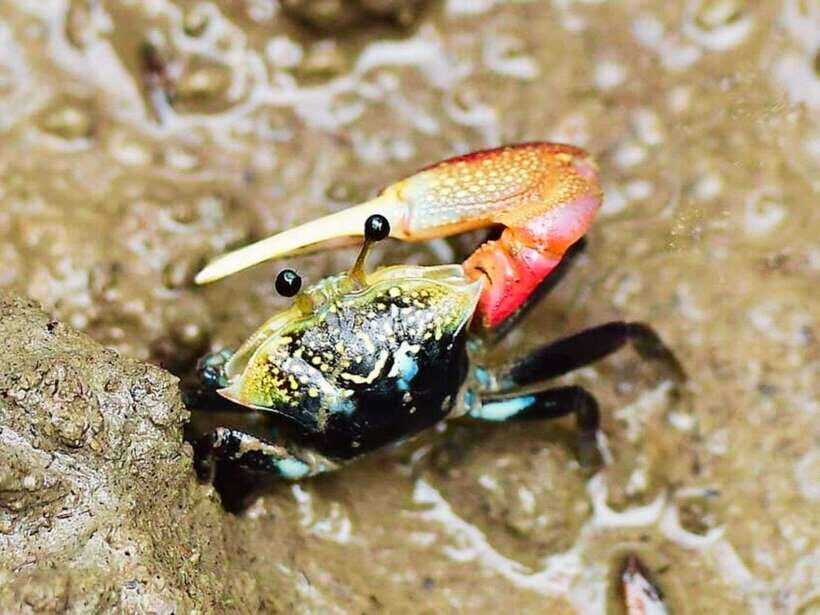 Ko Lanta: Mangrove Kayaking with Lunch and Hotel Transfer - Practical Tips for Your Visit