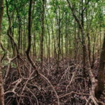 Ko Samui: Private Longtail Boat Tour to Koh Madsum & Koh Tan - Final Thoughts