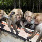 Koh Lanta: Paddle Mangrove Maze & Conquer Sea Cave Secrets - Who Is This Tour Best For?