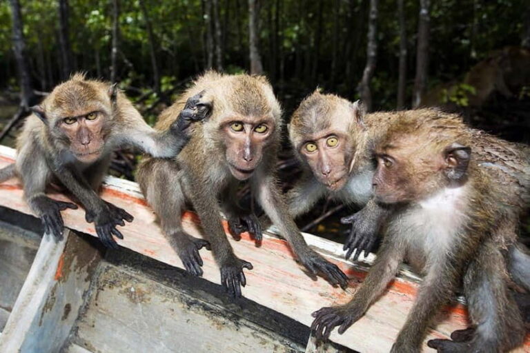 Koh Lanta: Paddle Mangrove Maze & Conquer Sea Cave Secrets - Who Is This Tour Best For?