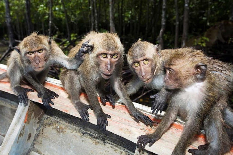 Koh Lanta: Paddle Mangrove Maze & Conquer Sea Cave Secrets - Who Is This Tour Best For?