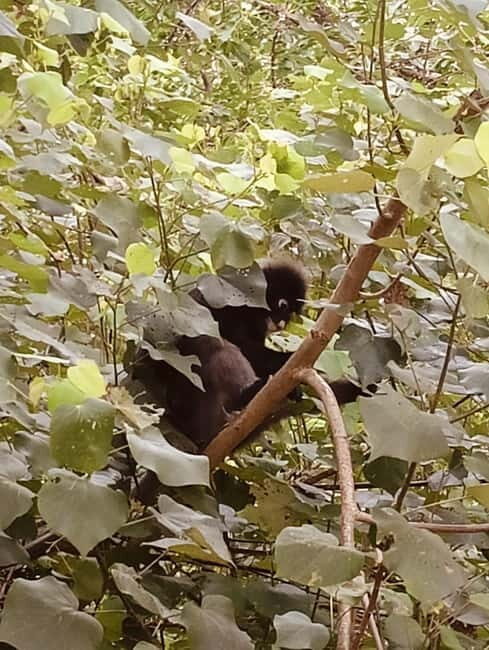 Koh lanta:National Park + Old Town + Local Island Day Tour - What You Get and What You Need to Consider