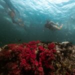 Koh Lipe: Longtail Boat Snorkeling Trip Program A - What to Expect on the Day