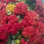 Koh Lipe Snorkeling Trip 6 hours Trip1 - Whats Included and What You Should Prepare For