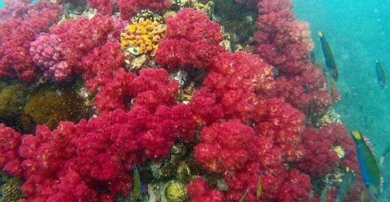 Koh Lipe Snorkeling Trip 6 hours Trip1 - Whats Included and What You Should Prepare For