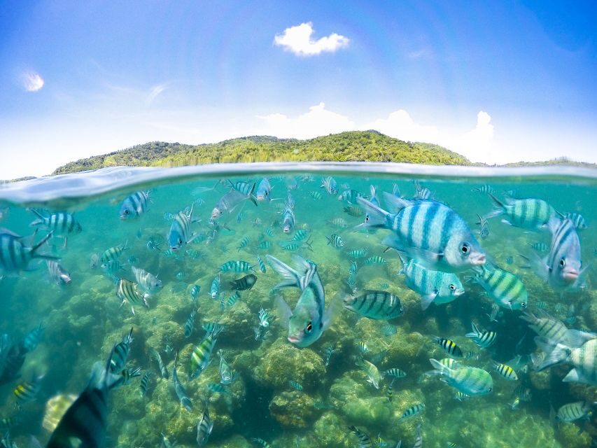 Koh Samui: Pig Island & Koh Tan Snorkeling by Speed boat - In-Depth Review of the Tour Experience