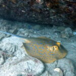 Koh Tao: Snorkeling and Sunset Tour - Why This Tour Stands Out