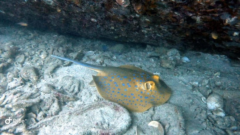 Koh Tao: Snorkeling and Sunset Tour - Why This Tour Stands Out