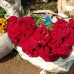 Kolkata: Half-Day Morning Tour w/ Flower Market - Exploring the Vibrant Flower Market