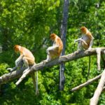 Kota Kinabalu: Klias River Cruise with Dinner and Fireflies - Why This Tour Offers Great Value