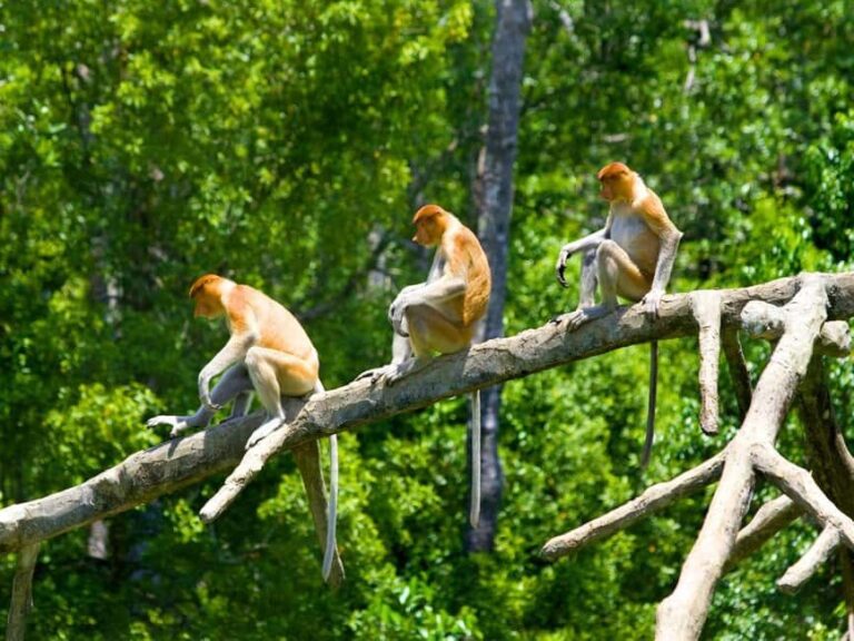 Kota Kinabalu: Klias River Cruise with Dinner and Fireflies - Why This Tour Offers Great Value