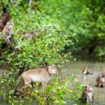 Krabi: Ao Thalane Mangrove Kayaking with Extras - Kayaking through Mangrove Canyons & Limestone Cliffs