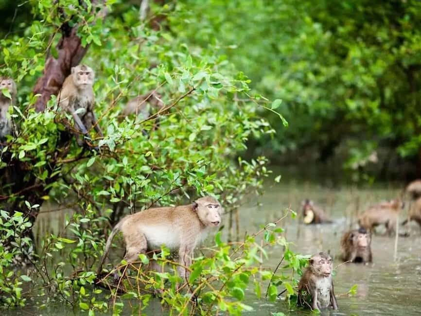 Krabi: Ao Thalane Mangrove Kayaking with Extras - Kayaking through Mangrove Canyons & Limestone Cliffs