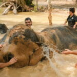Krabi: Love Elephant Sanctuary Tour - What to Expect During the Day