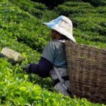 Kuala Lumpur: Cameron Highlands & Batu Caves Private Day Tour - Why This Tour Offers Great Value