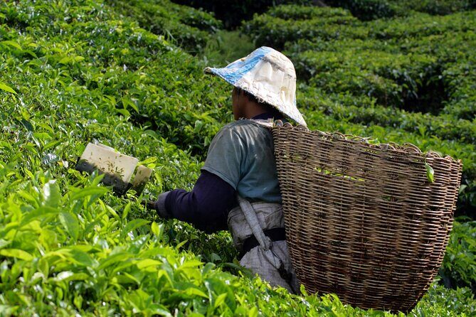 Kuala Lumpur: Cameron Highlands & Batu Caves Private Day Tour - Why This Tour Offers Great Value