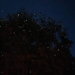 Kuala Selangor Fireflies and Blue Tears Tour with Dinner (SIC) - Who Would Love This Tour?