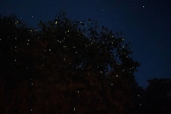 Kuala Selangor Fireflies and Blue Tears Tour with Dinner (SIC) - Who Would Love This Tour?