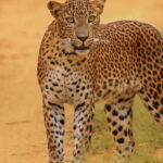 Kumana National Park Half day Jeep safari Morning/Afternoon - What to Expect From the Kumana Safari