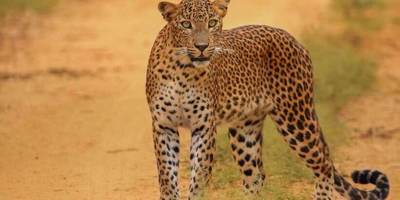 Kumana National Park Half day Jeep safari Morning/Afternoon - What to Expect From the Kumana Safari