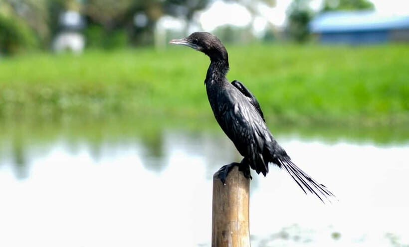 Kumarakom: Sunrise Cruise With Village Life and Local Food - Why This Tour Offers Value