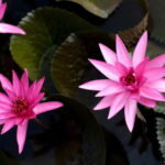 Kumarakom: Sunset Cruise with Village Life and Local Food - The Fine Details: How It All Comes Together