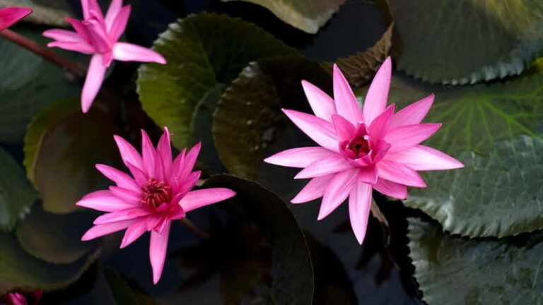 Kumarakom: Sunset Cruise with Village Life and Local Food - The Fine Details: How It All Comes Together