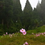 Kurseong: White Orchid Trail Hike with Hotel Pickup - An In-Depth Look at the White Orchid Trail Tour