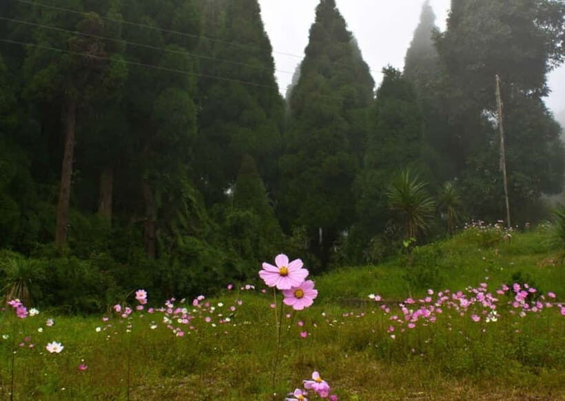 Kurseong: White Orchid Trail Hike with Hotel Pickup - An In-Depth Look at the White Orchid Trail Tour