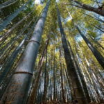 Kyoto: Arashiyama and Bamboo Forest Tour - What to Expect During the Tour