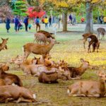 Kyoto Customized Private Car Tour - The Practicalities: What You Need to Know