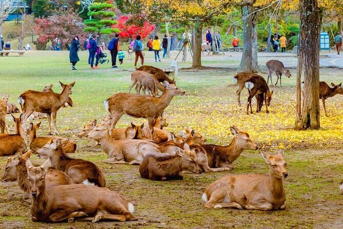 Kyoto Customized Private Car Tour - The Practicalities: What You Need to Know