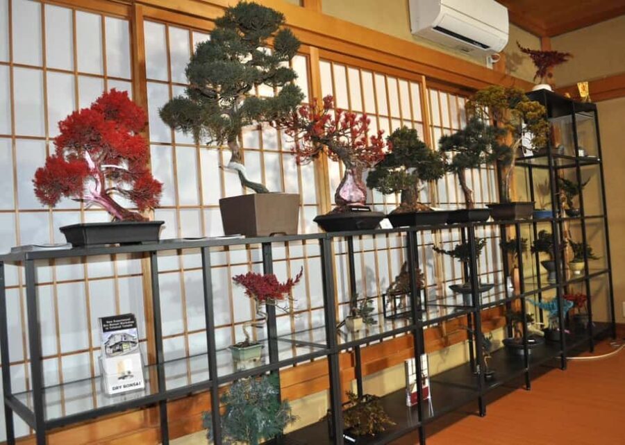 Kyoto: Dry Bonsai Making Workshop - The Value of a Short, Focused Experience