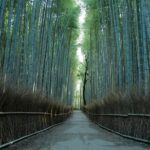Kyoto Early Bird Tour Tokyo Round Trip Shinkansen Option - What Reviewers Are Saying