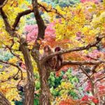 Kyoto: Fully customizable your own tour in the old capital - Detailed Breakdown of the Itinerary