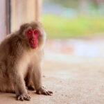 Kyoto: Fushimi, Arashiyama - Bamboo, Monkey, Torii & Secrets - Guides and Guest Experiences