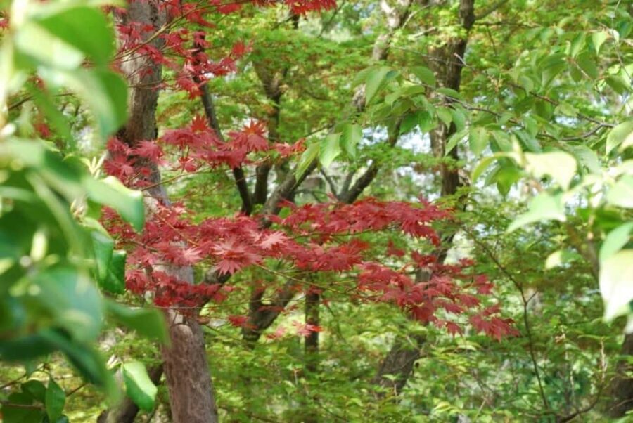 Kyoto: Guided Tour of Bamboo Forest, Temple and more - The Value of a Guided Experience