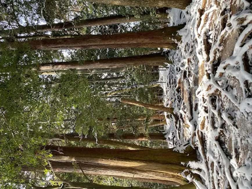 Kyoto: Kurama, Kibune, and Ohara Private Tour for Couples - What to Expect and Practical Insights