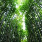 Kyoto Morning Tour with English Speaking Guide - Insights from Reviewers