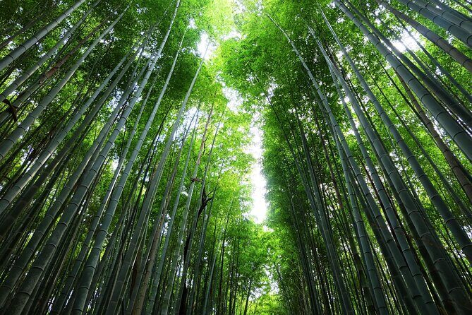 Kyoto Morning Tour with English Speaking Guide - Insights from Reviewers